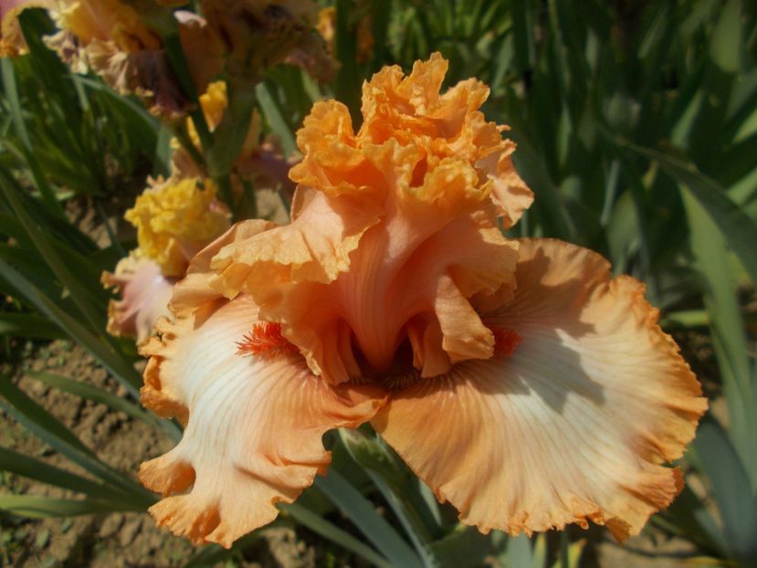  - Irisi -2020 Barbata Elatior si intermedia