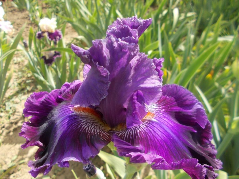  - Irisi -2020 Barbata Elatior si intermedia