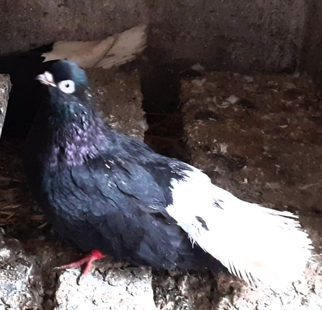  - 6-Negru Codalb Romanesc