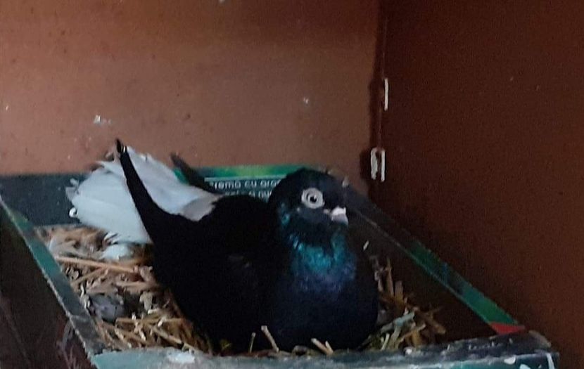  - 6-Negru Codalb Romanesc