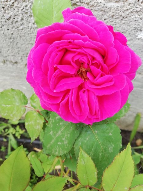  - Luat ca si Rose de Rescht