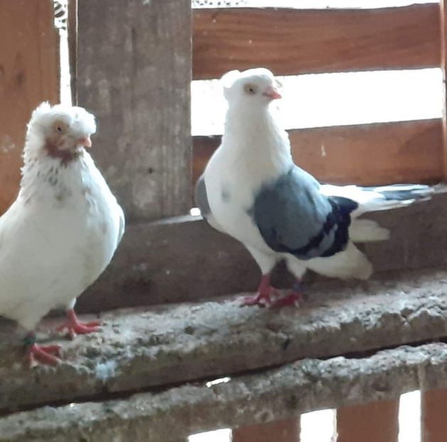  - 5-Jucatori de Amara