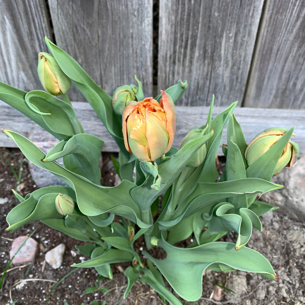  - Jurnalul gradinii 2020