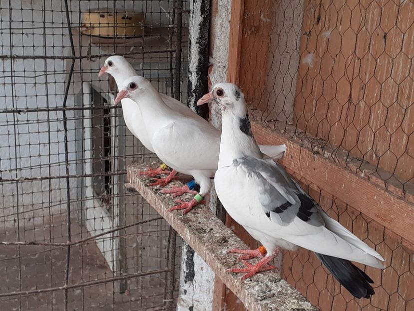  - Porumbei de vînzare 2020