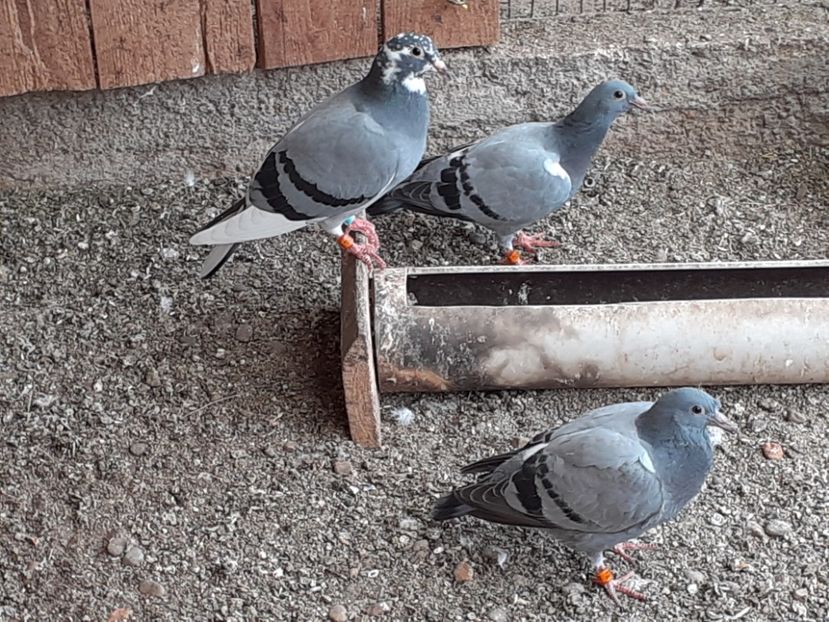  - Porumbei de vînzare 2020