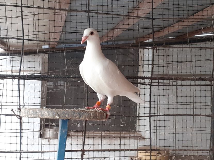  - Porumbei de vînzare 2020