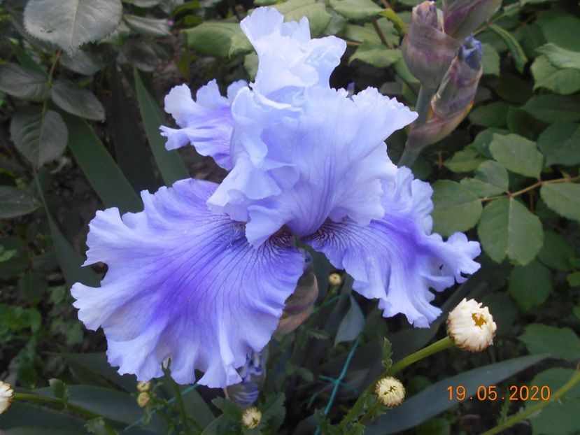 Ascent of Angels - 1Irisi 2020