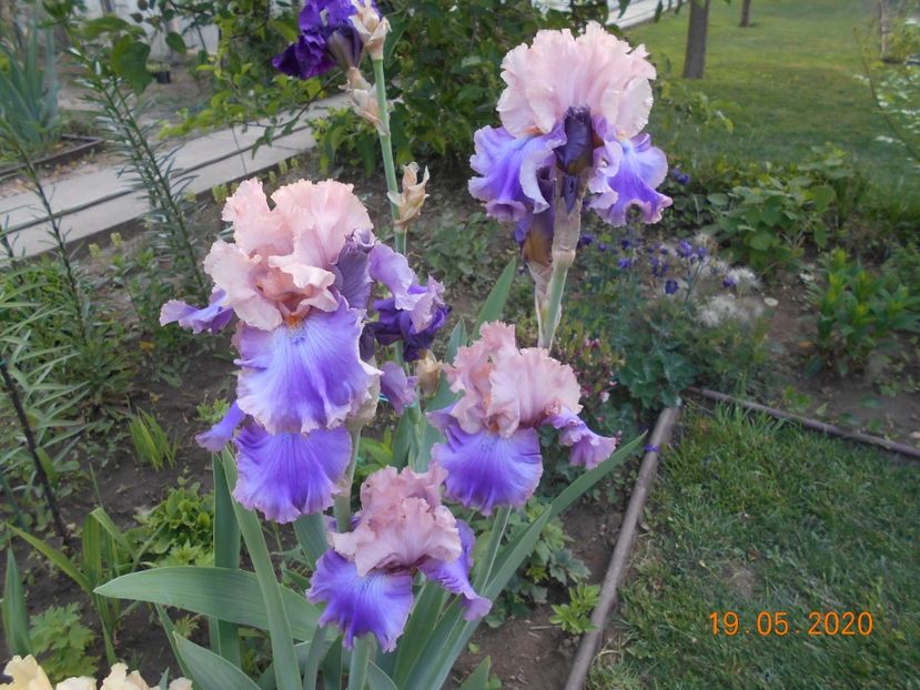 Florentine Silk - 1Irisi 2020