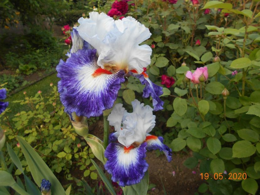 Gypsy Lord - 1Irisi 2020