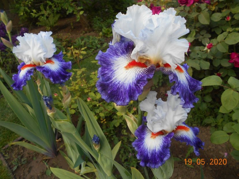 Gypsy Lord - 1Irisi 2020