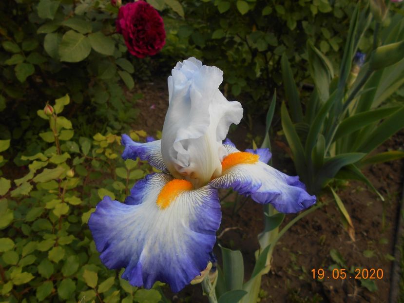 Briliant Idea - 1Irisi 2020