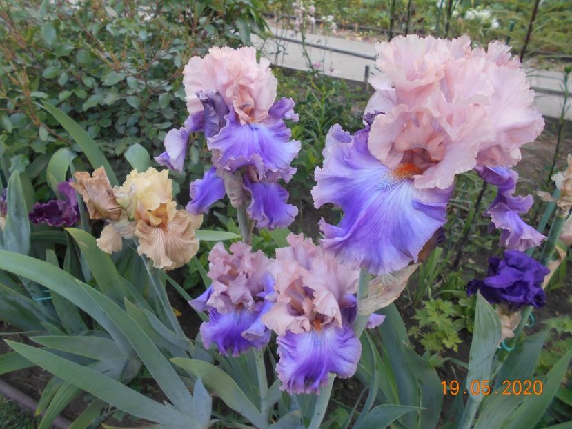 Florentine Silk - 1Irisi 2020