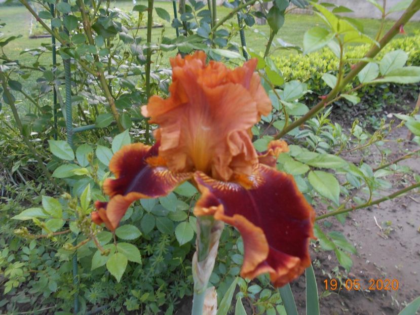 Copatonic - 1Irisi 2020