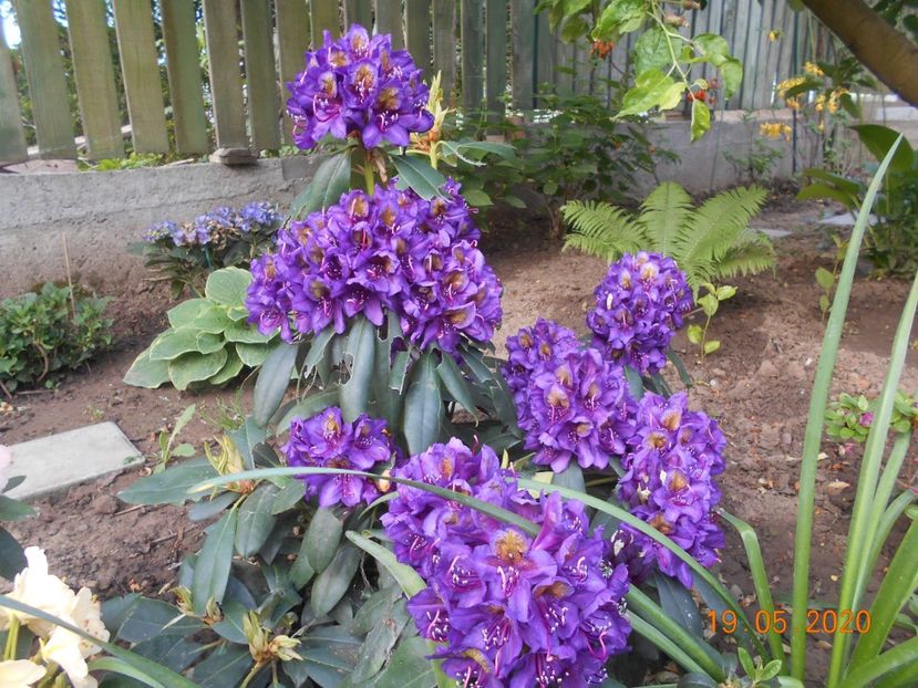 Rodo Polarnacht - 1Azalee-rhododendroni-heleborusi-hortensii-hoste 2020