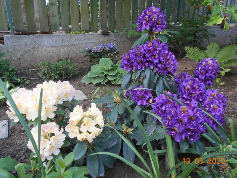  - 1Azalee-rhododendroni-heleborusi-hortensii-hoste 2020