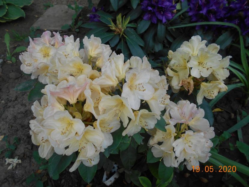 Percy Wiseman - 1Azalee-rhododendroni-heleborusi-hortensii-hoste 2020