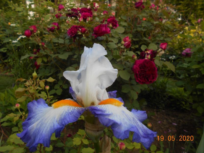 Briliant Idea - 1Irisi 2020