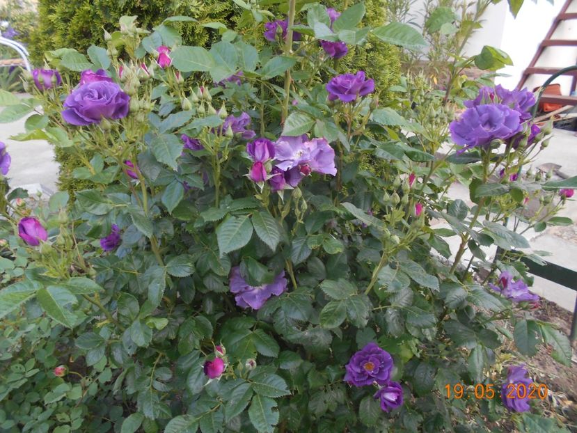 Rhapsody in Blue - 1Trandafiri 2020