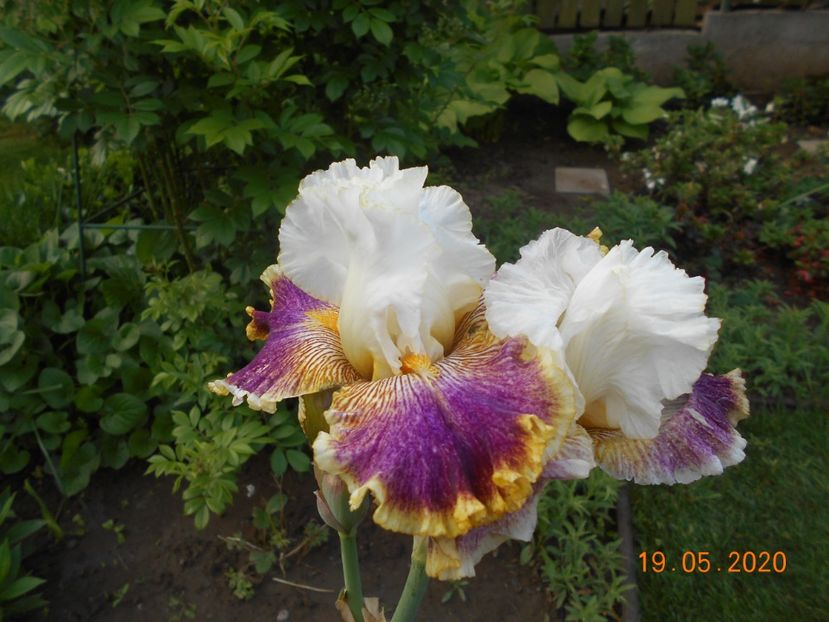 Sordid Lives - 1Irisi 2020