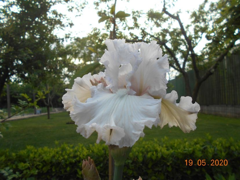 Venetian Glass - 1Irisi 2020