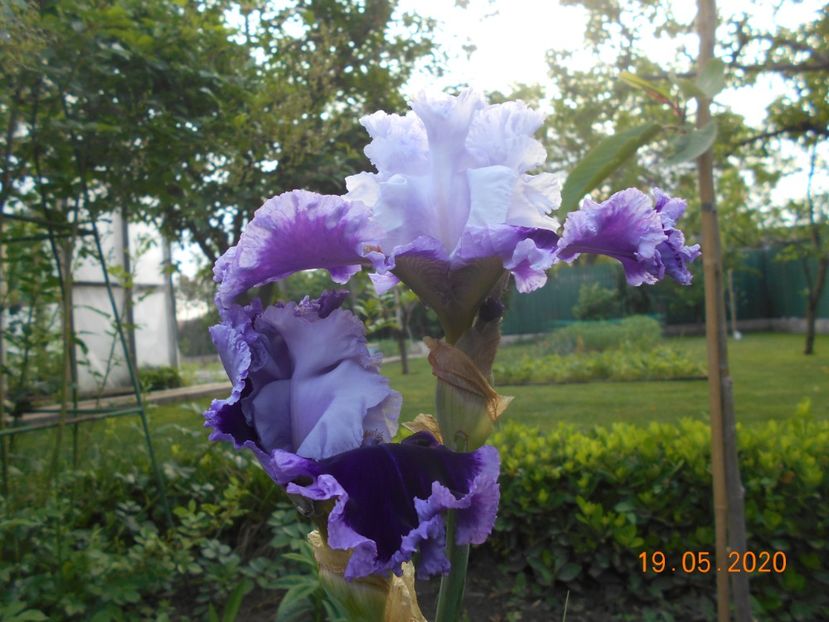 Daring Deception - 1Irisi 2020