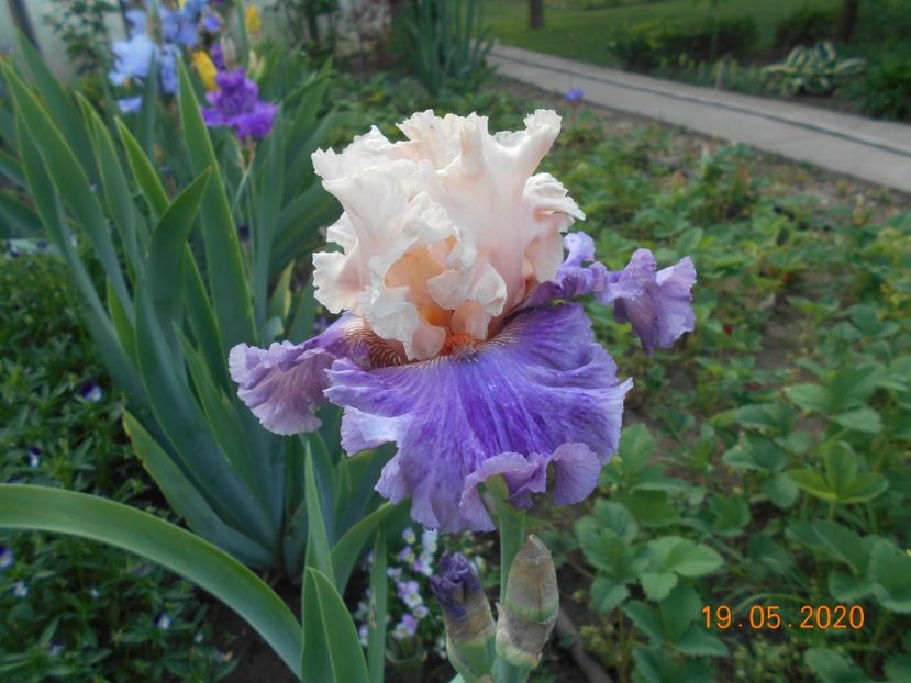 Devilicious - 1Irisi 2020