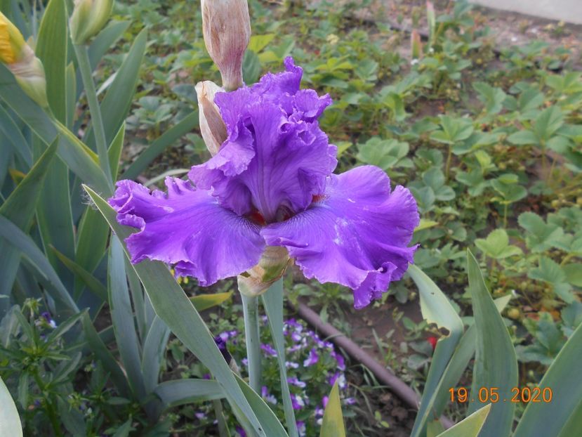 Cupids Wish - 1Irisi 2020