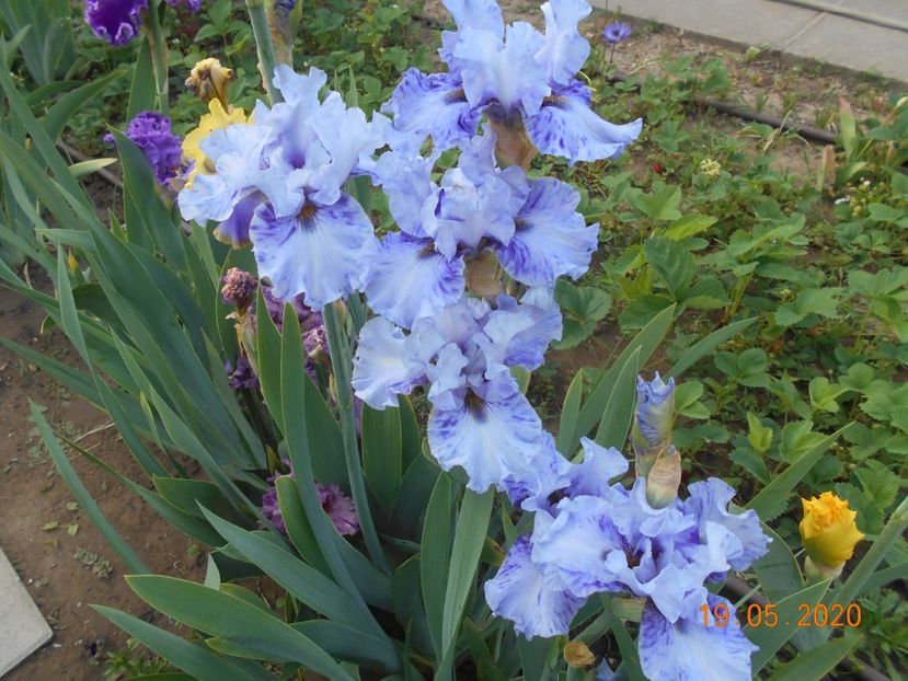 Broken Patern - 1Irisi 2020