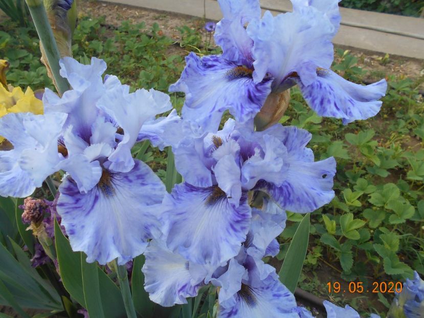 Broken Patern - 1Irisi 2020