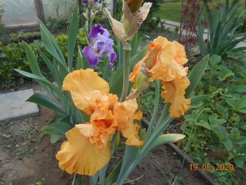 Good Show - 1Irisi 2020