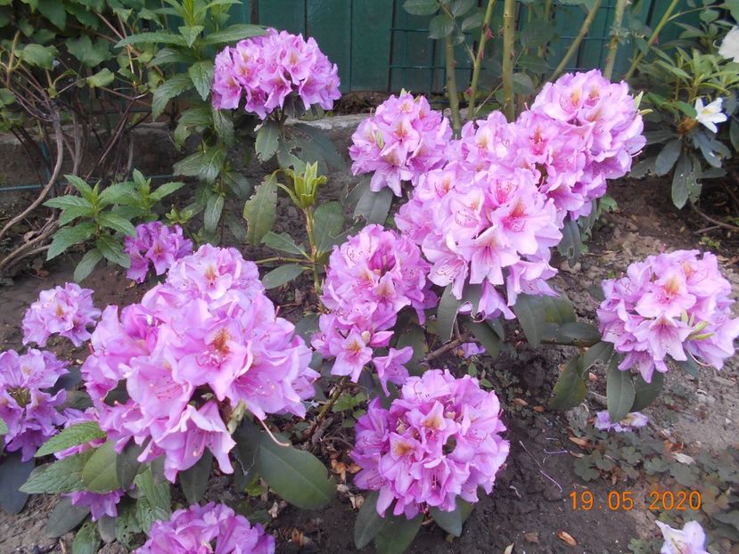  - 1Azalee-rhododendroni-heleborusi-hortensii-hoste 2020