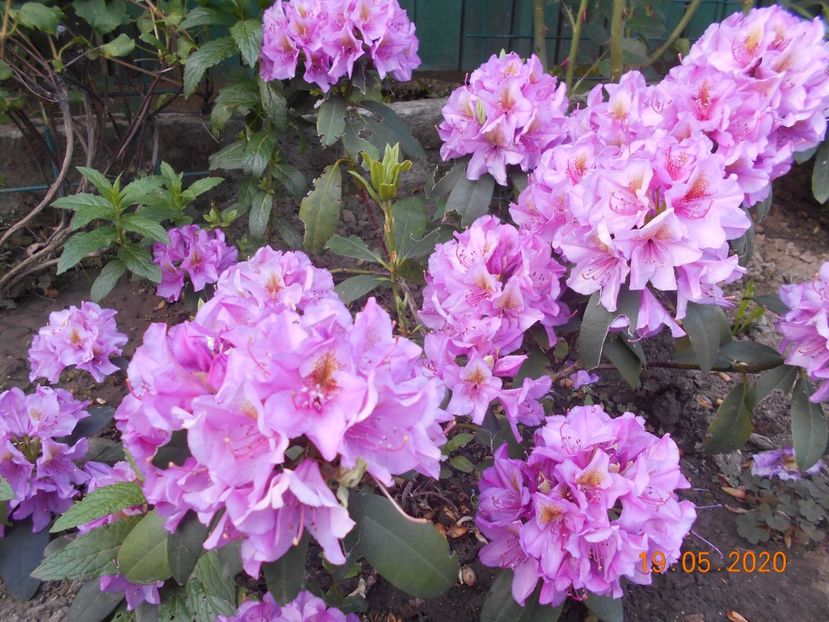  - 1Azalee-rhododendroni-heleborusi-hortensii-hoste 2020