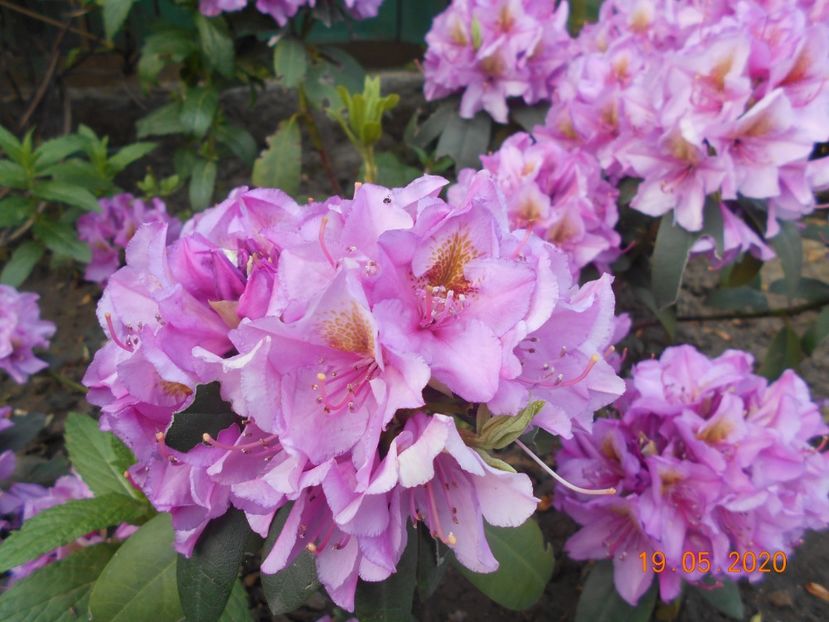 Roz fara nume - 1Azalee-rhododendroni-heleborusi-hortensii-hoste 2020