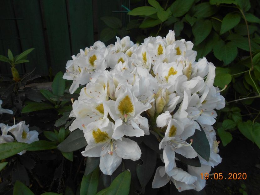 Alb fara nume - 1Azalee-rhododendroni-heleborusi-hortensii-hoste 2020