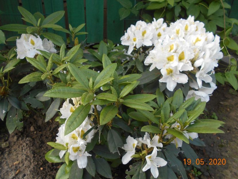  - 1Azalee-rhododendroni-heleborusi-hortensii-hoste 2020