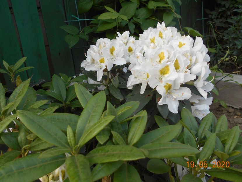 Alb fn - 1Azalee-rhododendroni-heleborusi-hortensii-hoste 2020