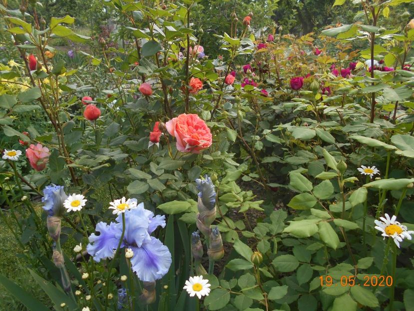 Ascent of Angels - 1Irisi 2020