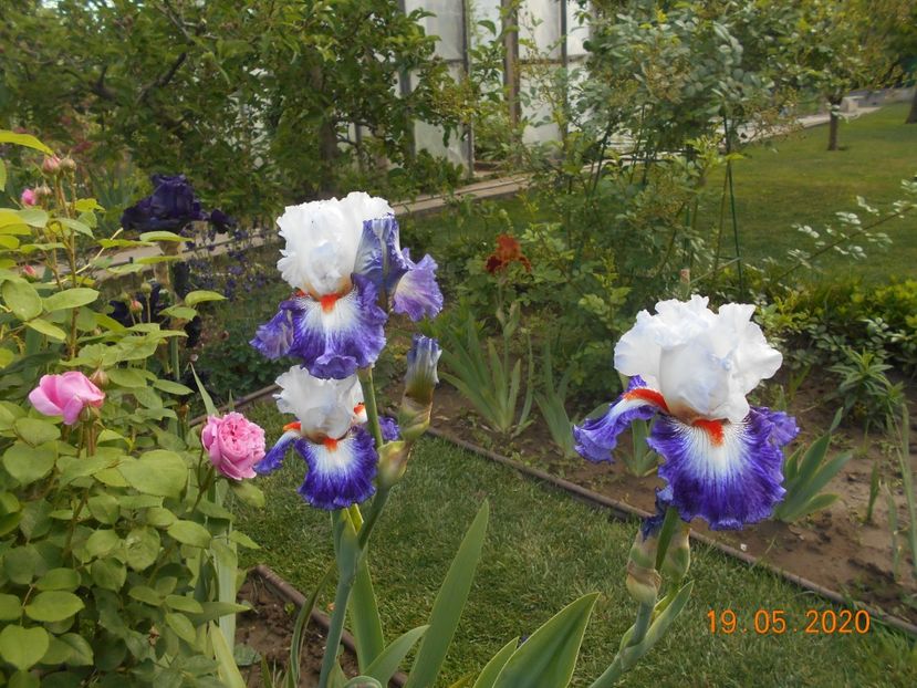 Gypsy Lord - 1Irisi 2020