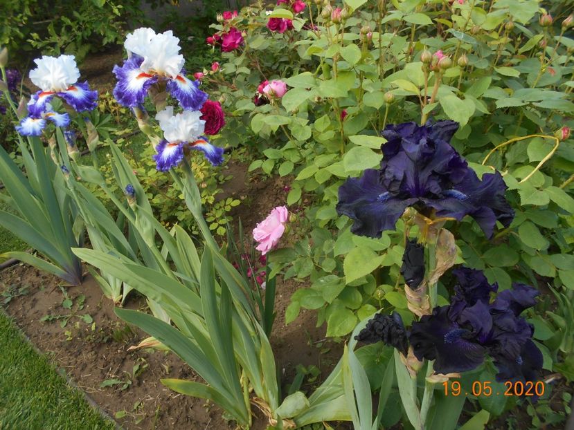 Gypsy Lord si Obsidian - 1Irisi 2020