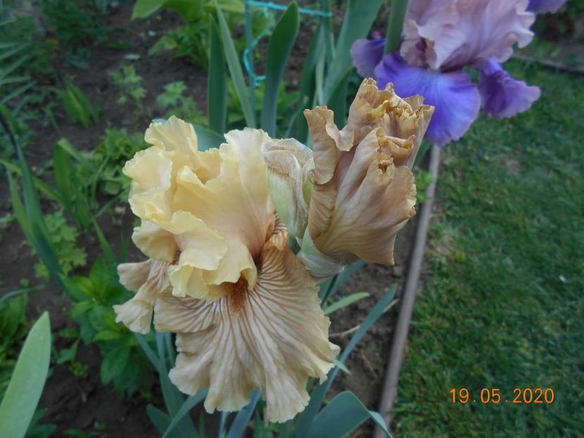 Just Crazy - 1Irisi 2020