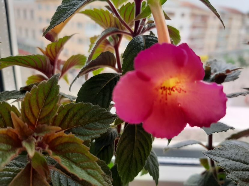 Ice Tea - achimenes-primele incercari