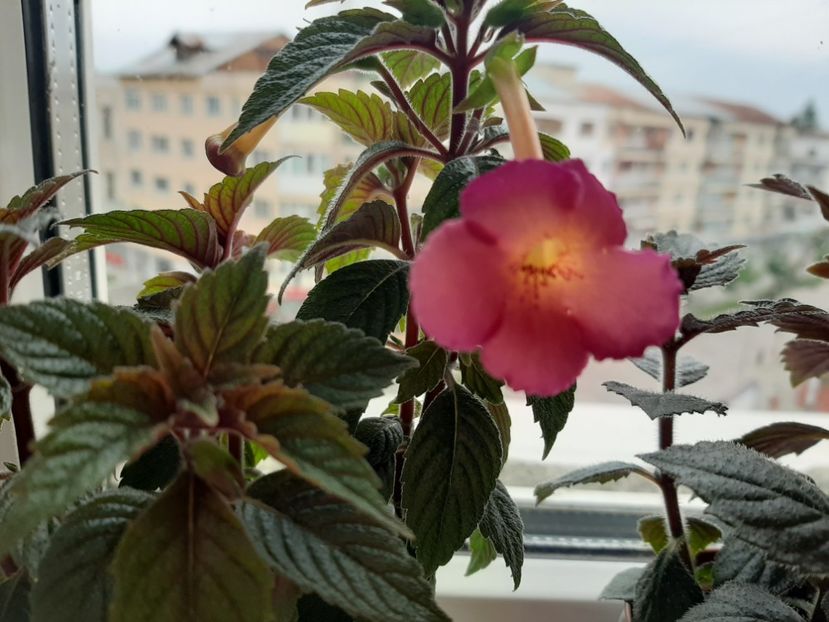 si prima floricica... - achimenes-primele incercari