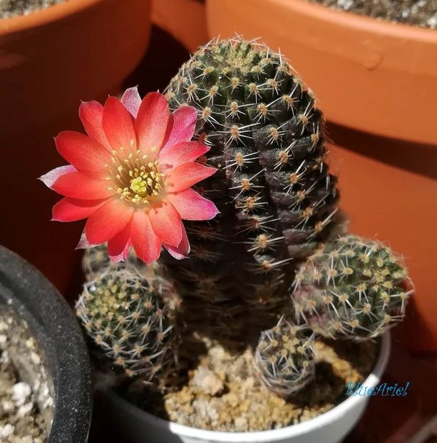 Rebutia Pygmaea - Rebutia pygmaea