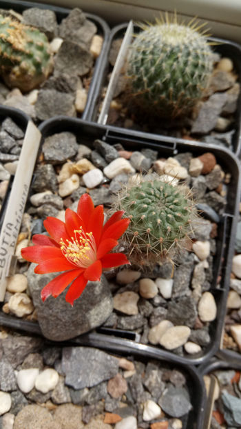 19.05.2020 - Rebutia deminuta