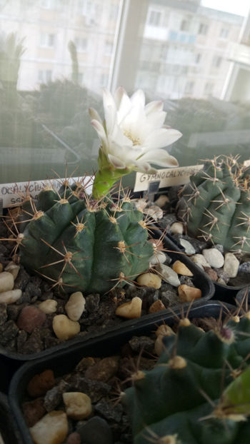 19.05.2020 - Gymnocalycium anisitsii ssp damsii