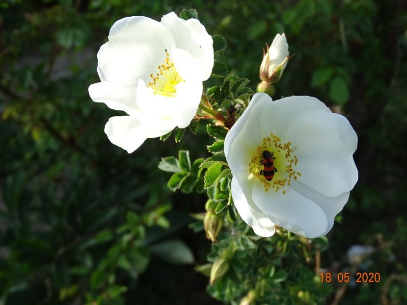 rosa pimpinellifolia - Trandafiri 1