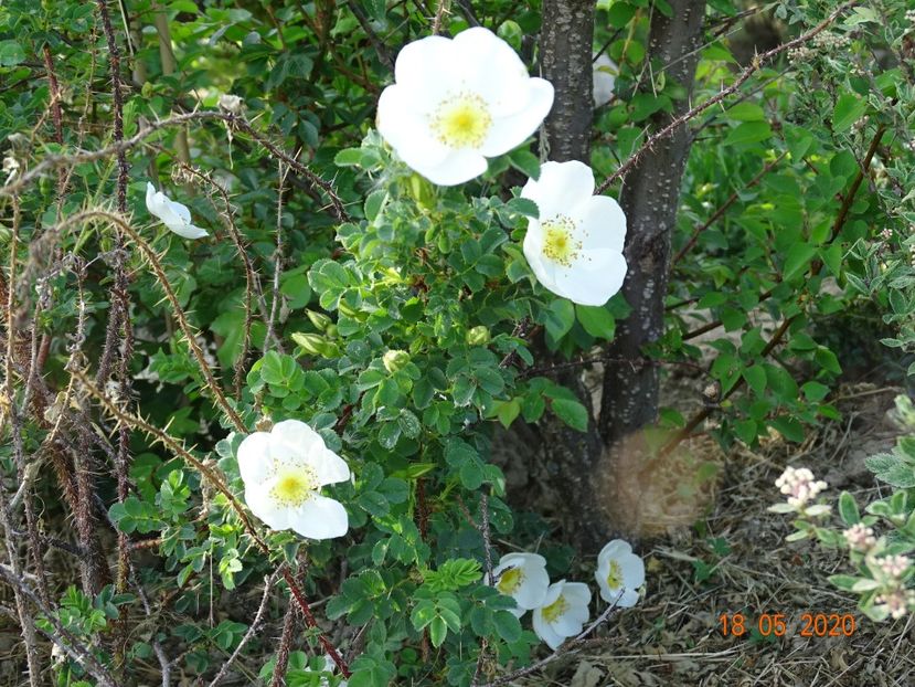 rosa pimpinellifolia - Trandafiri 1