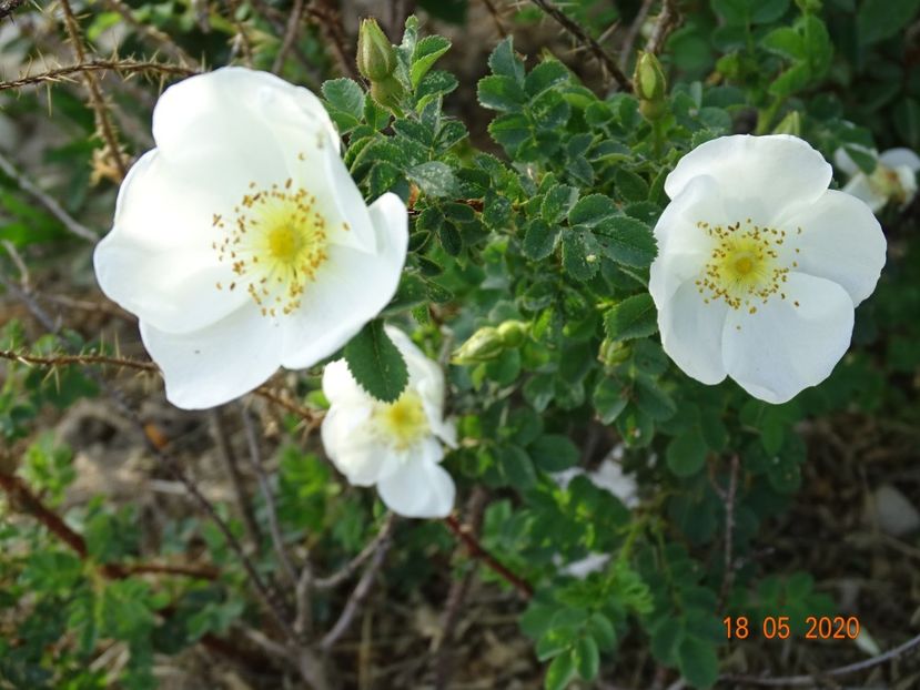 rosa pimpinellifolia - Trandafiri 1