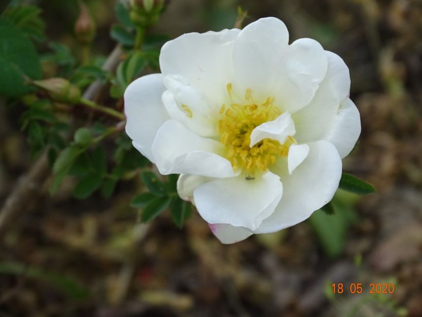 spinosissima Altaica - Trandafiri 1