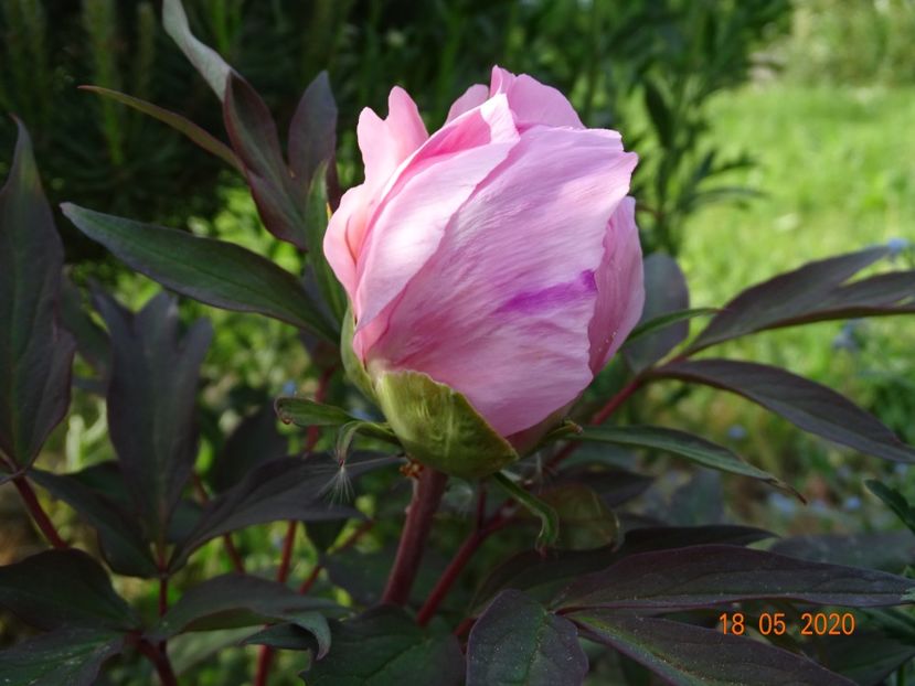pink anthesis - Irisi si bujori 2020